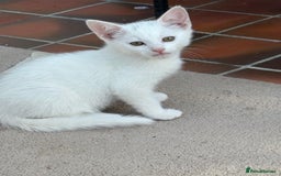 Mixed Breed cats for sale: Female kitten - Image 7
