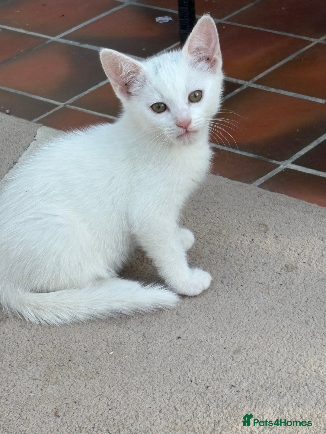 Mixed Breed cats for sale: Female kitten - Image 7