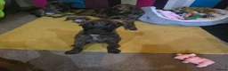 Mixed Breed dogs for sale: Boxer x Belgian Malinois Pups - Smart and stunning in Hereford - Advert 3