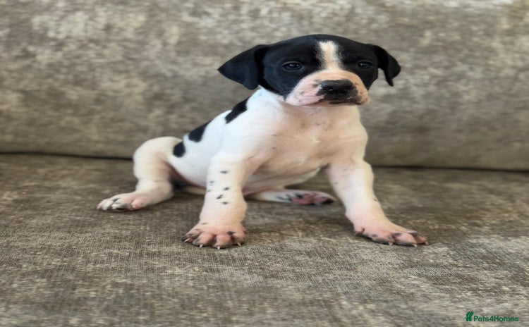 Pointer dogs for sale - Advert 4