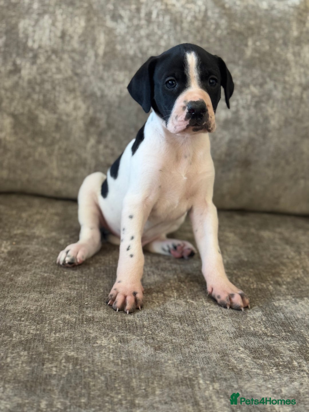 Pointer dogs for sale: BEAUTIFUL PEDIGREE POINTER PUPPIES - Image 1