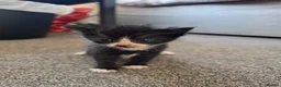 Mixed Breed cats for sale: "Fluffy Furballs"  - Advert 14
