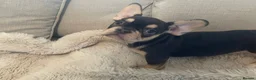 French Bulldog dogs for sale: 🔥 Unbelievable litter of 11 French Bulldogs 😍 - Advert 11