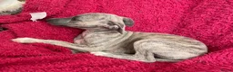 Mixed Breed dogs for sale: Stunning Wiggy’s Italian greyhound x whippet  - Advert 15