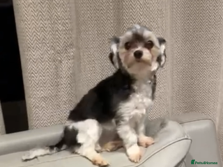 Maltipoo dogs 11 months old Asian Maltipoo 1.2kg - Advert 12