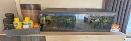 Catfish fish for sale: Complete Fish Tank Setup + Fishes - Advert 2