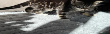 Mixed Breed Kitten 1