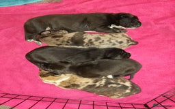 Mixed Breed dogs for sale: American Bulldog x Doberman Puppies - Image 1
