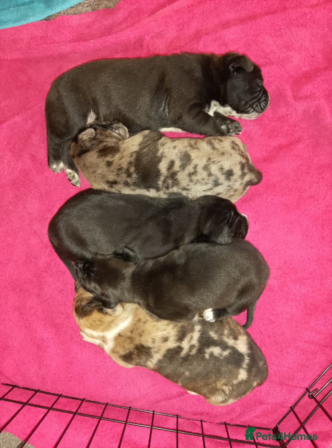 Mixed Breed dogs for sale: American Bulldog x Doberman Puppies - Image 1