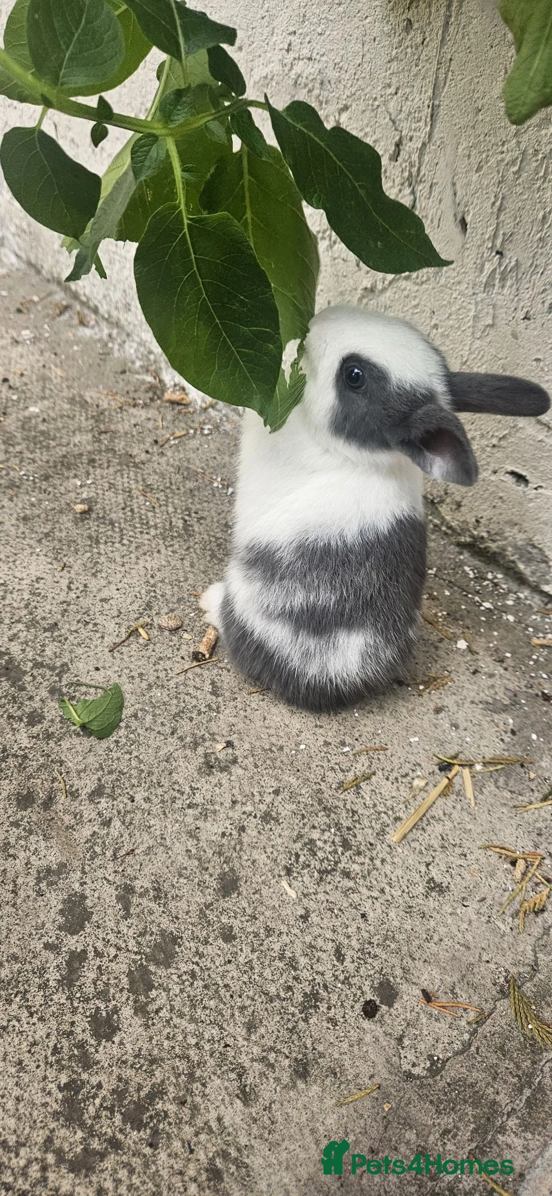 Rex rabbits for sale: Friendly male rabbit - Advert 1