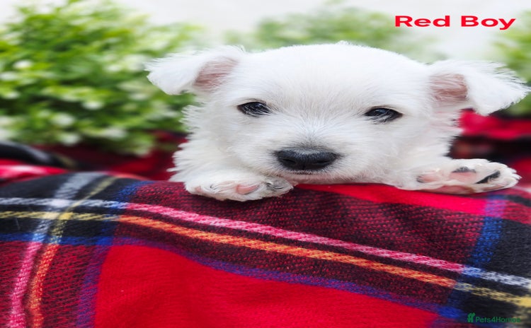 West Highland Terrier dogs - Advert 4