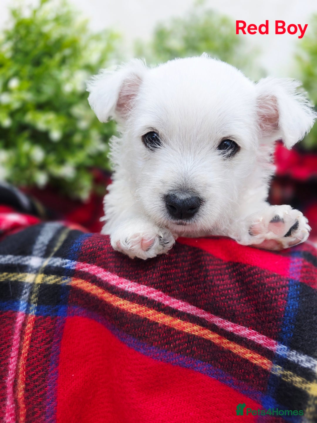 West Highland Terrier dogs for sale: Beautiful Westhighland Terrier Puppies  - Image 1