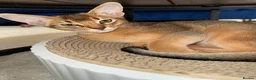 Abyssinian cats for sale: 🐾 Two Gorgeous Abyssinian Kittens 🐈‍⬛ - Advert 11