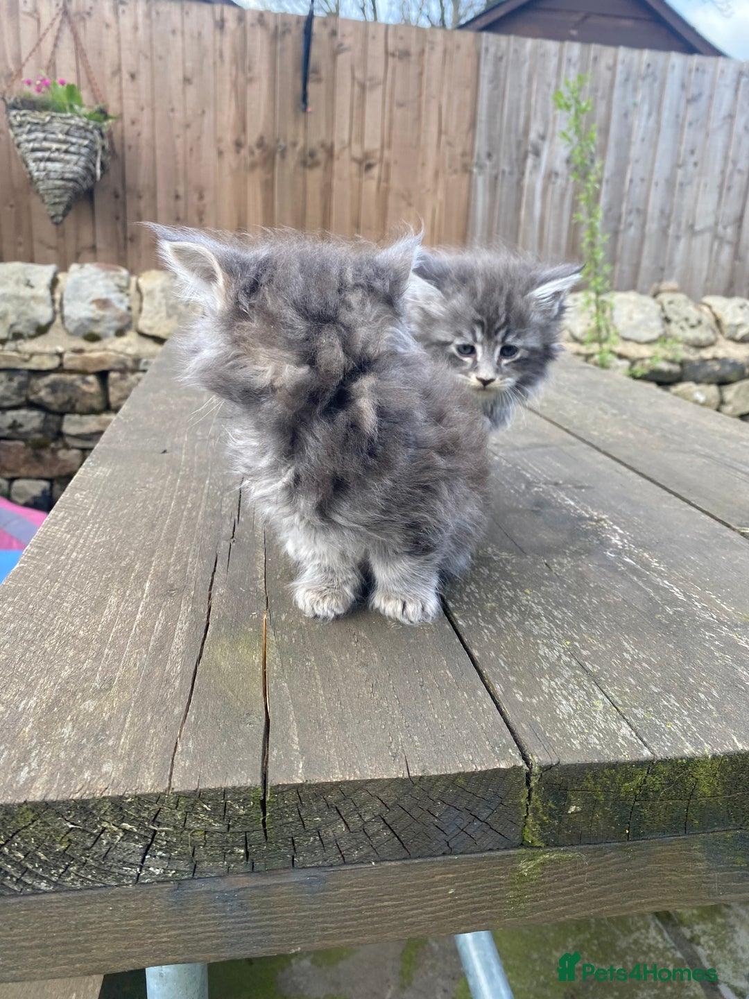 Maine Coon cats for sale: Maine coon kittens - Image 19