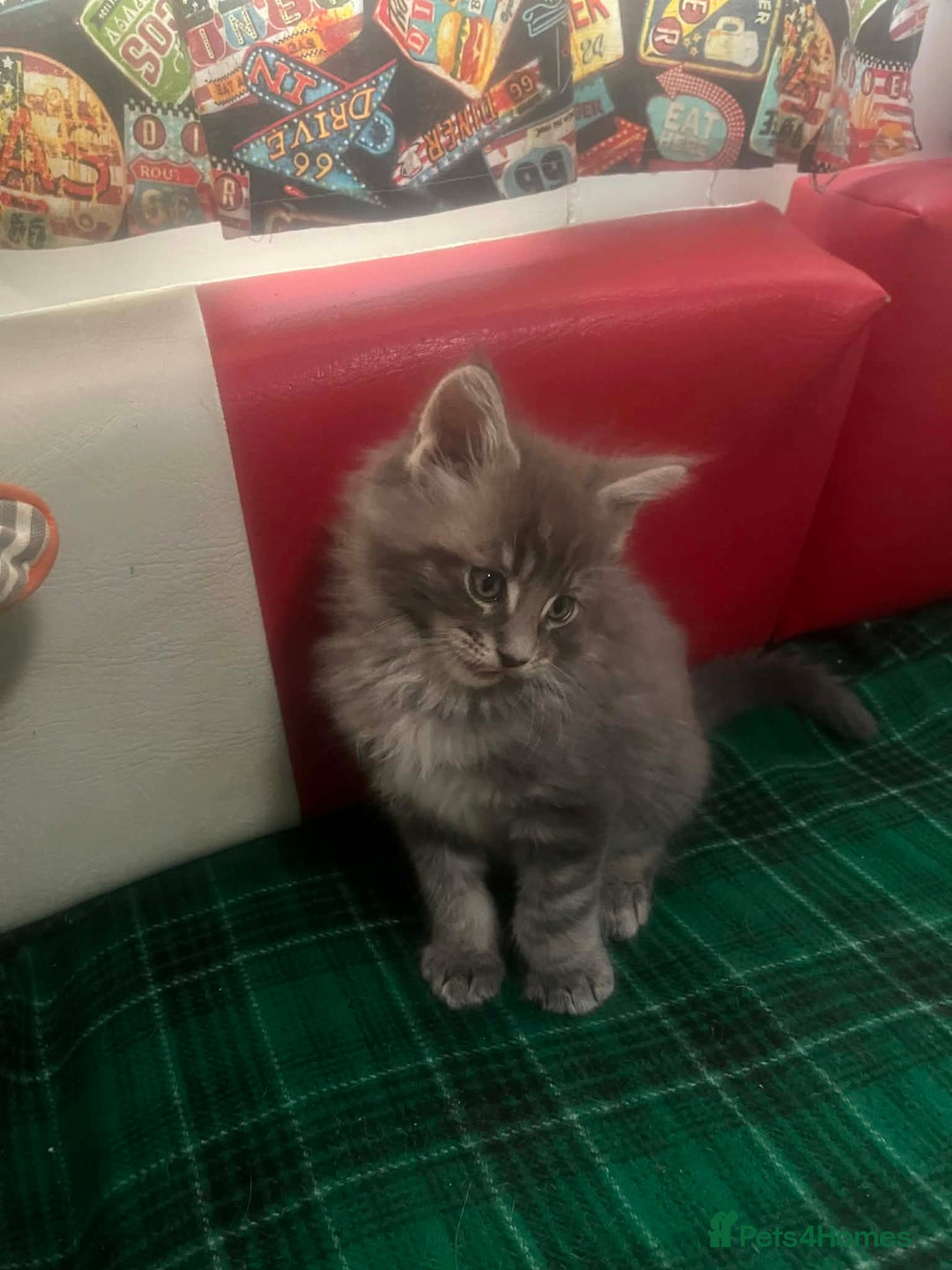 Maine Coon cats for sale: Maine coon kittens  - Advert 12