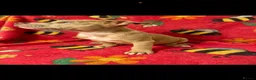 American Bully dogs for sale: Puppies for sale  in Dagenham - Advert 8
