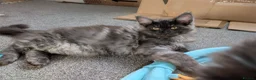 Maine Coon cats for sale: Large kittens growing nicely  - Advert 6