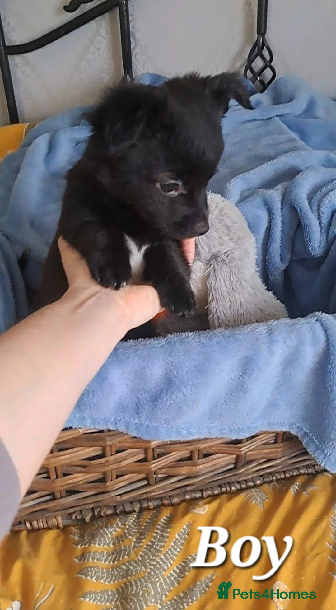 Chihuahua dogs for sale: 10 week old male long coat chihuahua pup - Advert 11