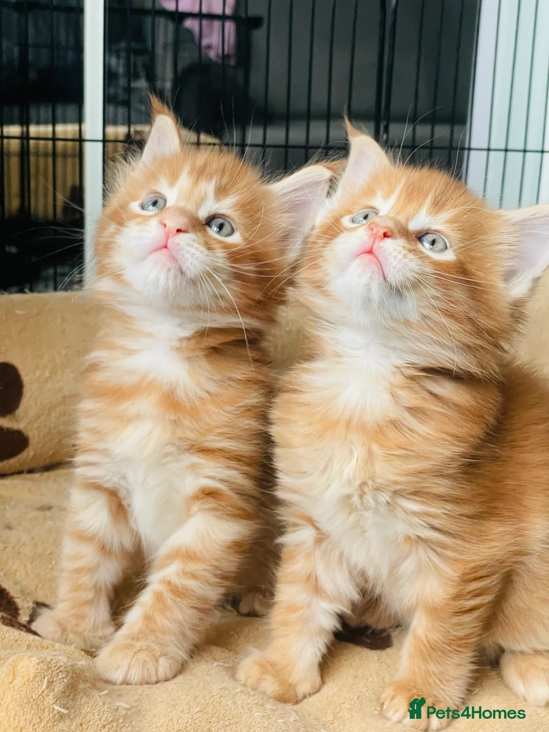 Maine Coon cats for sale: Ginger maine coon kittens- Little suns( 23.12.25) - Advert 1