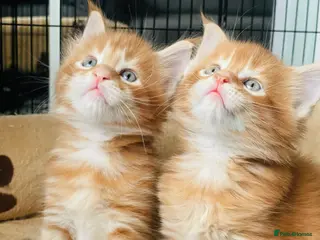 Maine Coon cats Ginger maine coon kittens- Little suns( 23.12.25) - Advert 1