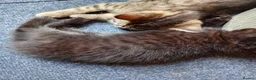Mixed Breed cats for sale: Kittens - Advert 3