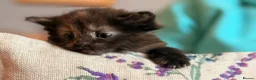 Mixed Breed cats for sale: 4 sunning long and short hair kittens - Advert 6