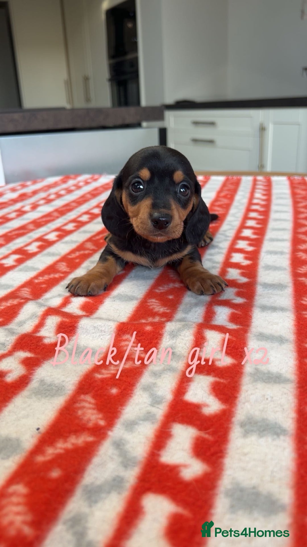 Miniature Dachshund dogs for sale: ***mini dachshunds *** - Advert 9