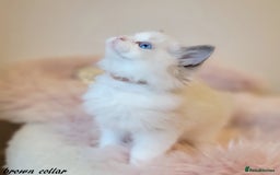 Ragdoll cats for stud: GCCF/TICA register, EU Ragdoll CHAMPIONSHIP STATUS in London - Image 14