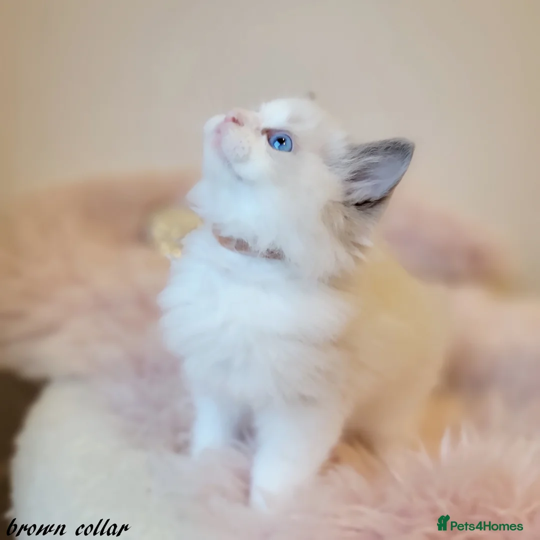 Ragdoll cats for stud: GCCF/TICA register, EU Ragdoll CHAMPIONSHIP STATUS in London - Advert 14