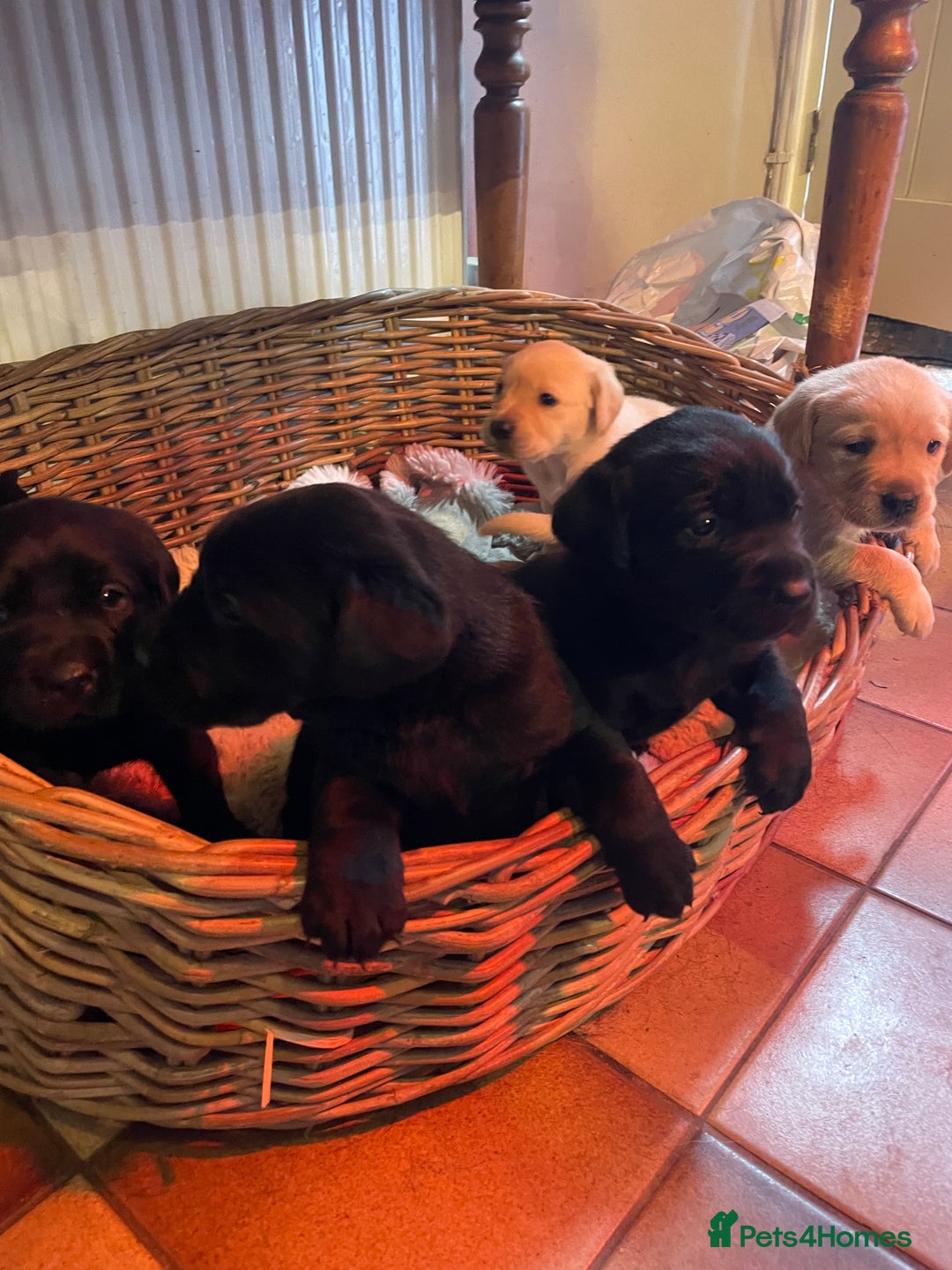 Labrador Retriever dogs for sale: Cotswold Born  Labrador Retriever Puppies. - Advert 8