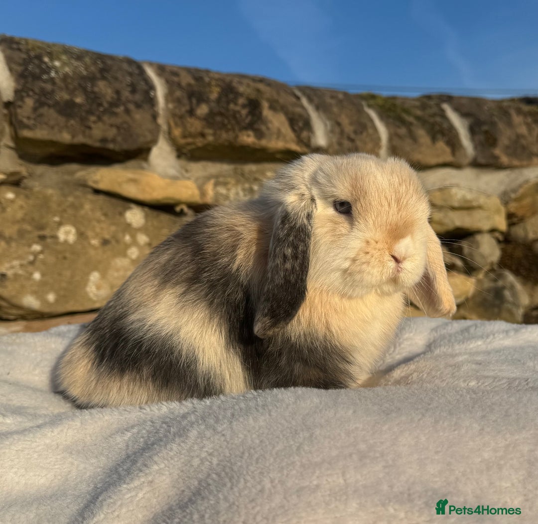 Mini Lop rabbits for sale: Black Harli VM Mini Lop Doe - Advert 1