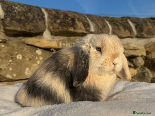 Mini Lop rabbits Black Harli VM Mini Lop Doe - Advert 1