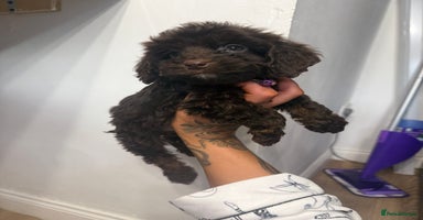 Cockapoo dogs cockapoo puppies ready now  - Advert 5