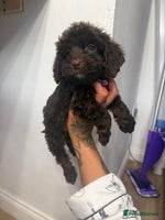 Cockapoo dogs cockapoo puppies ready now - Advert 5