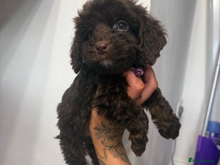 Cockapoo dogs cockapoo puppies ready now - Advert 2