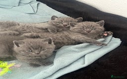 British Shorthair cats for sale: Post to gain interest - Image 8