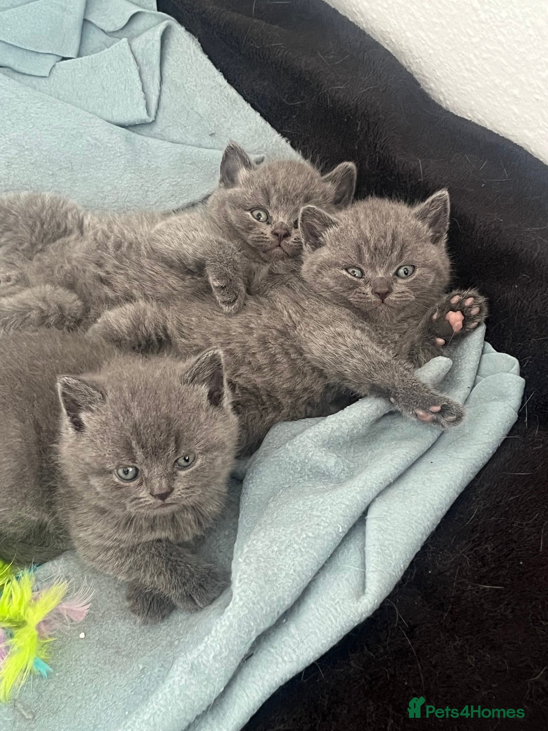 British Shorthair cats for sale: Post to gain interest - Image 8
