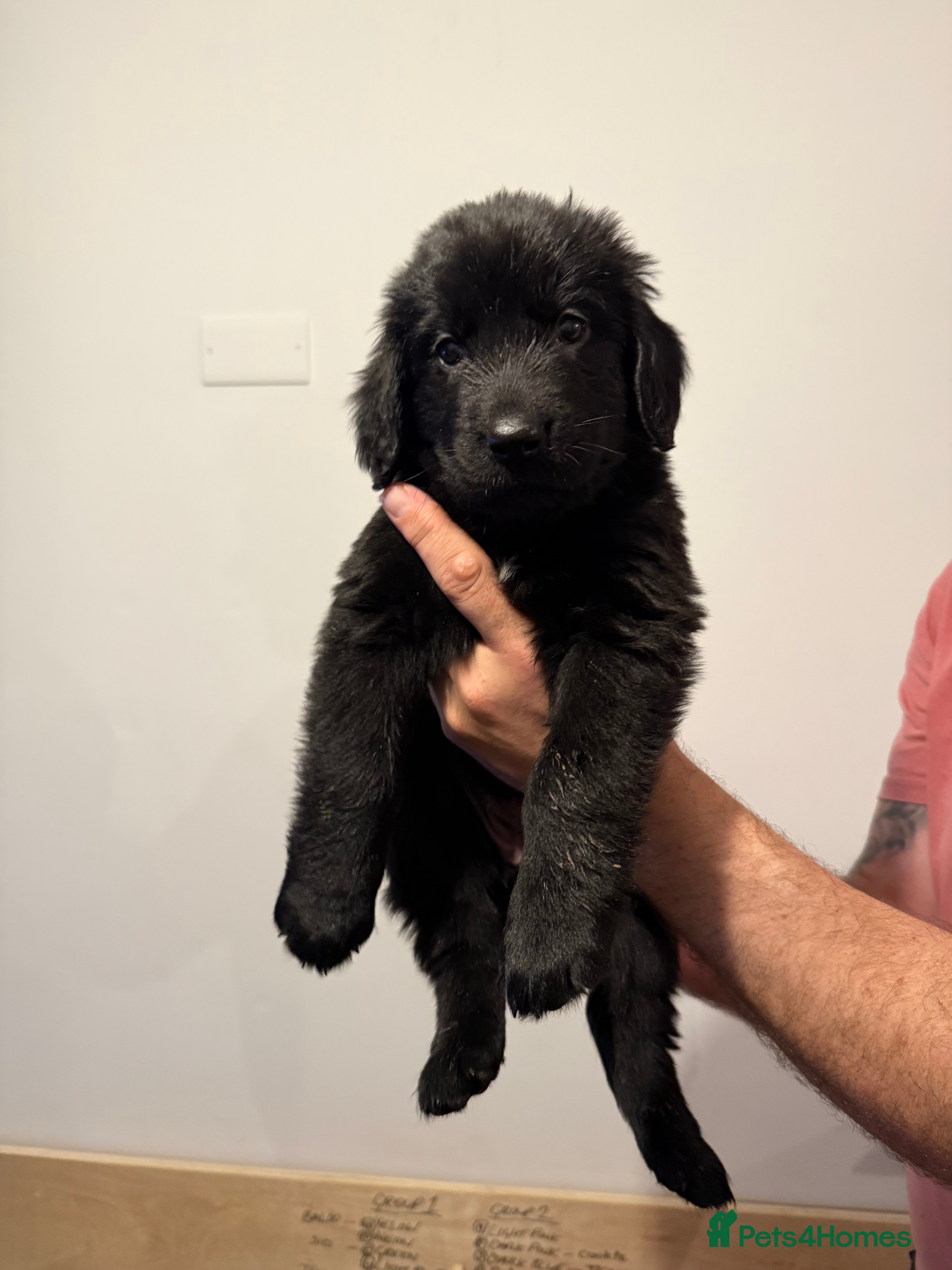 Newfoundland dogs Newfoundland Puppies - Advert 3