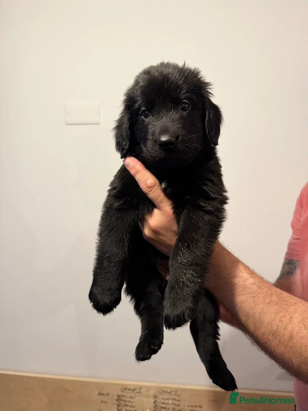 Newfoundland dogs for sale: Newfoundland Puppies - Advert 1