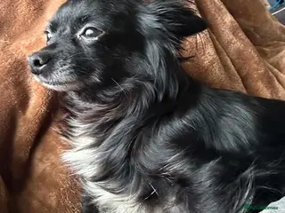 Mixed Breed dogs 1 male chi-poo left - Advert 3