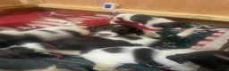 English Springer Spaniel dogs for sale: KC Registered English Springer Spaniel Puppies - Advert 12