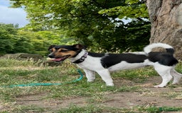 Jack Russell dogs for sale: Mini Jack Russel female - Image 2