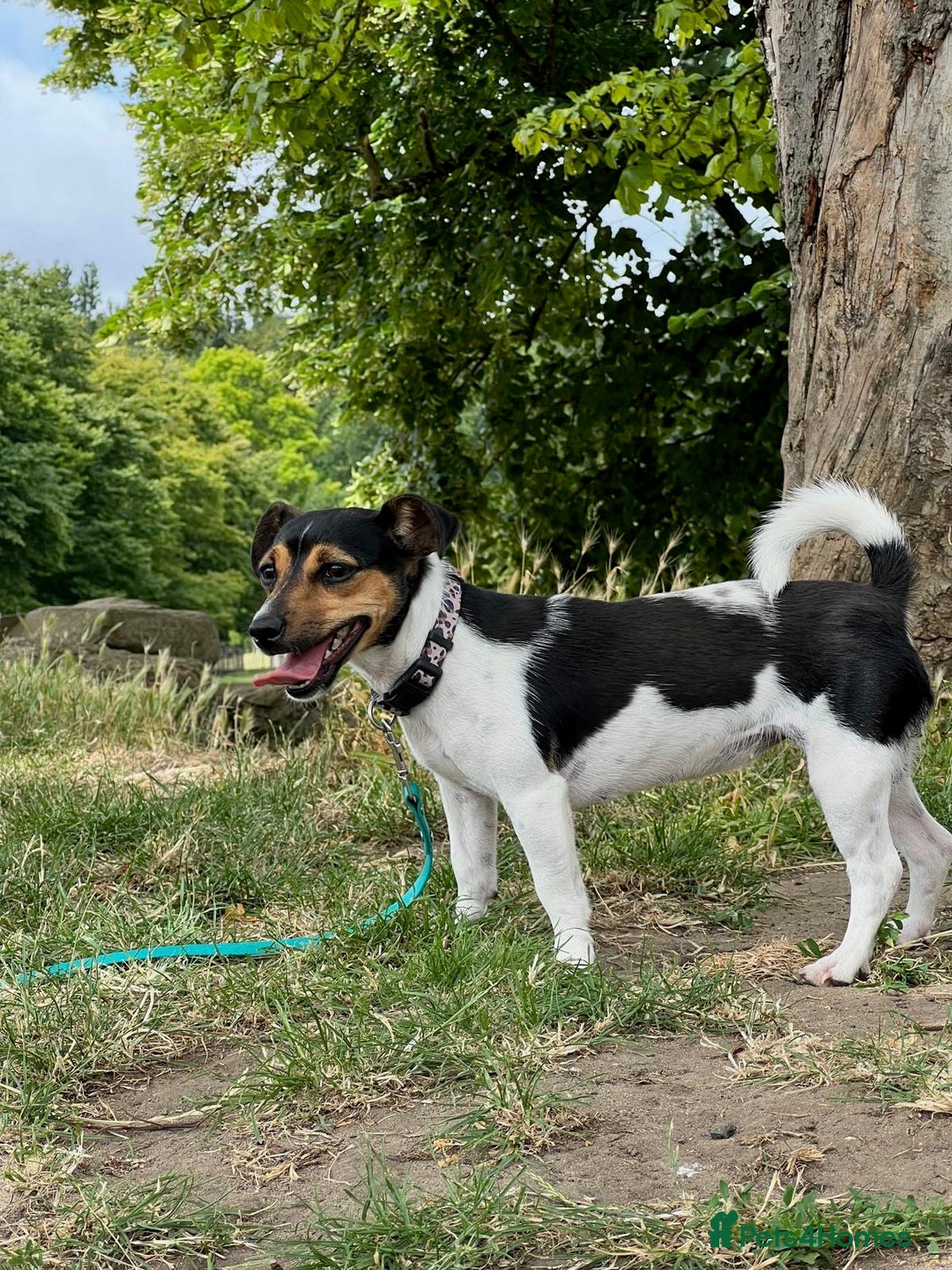 Jack Russell dogs for sale: Mini Jack Russel female - Image 2