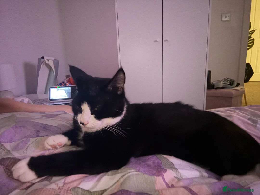 Mixed Breed cats for sale: Urgent cat needs a loving home  - Advert 1