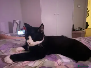 Mixed Breed cats Urgent cat needs a loving home - Advert 2