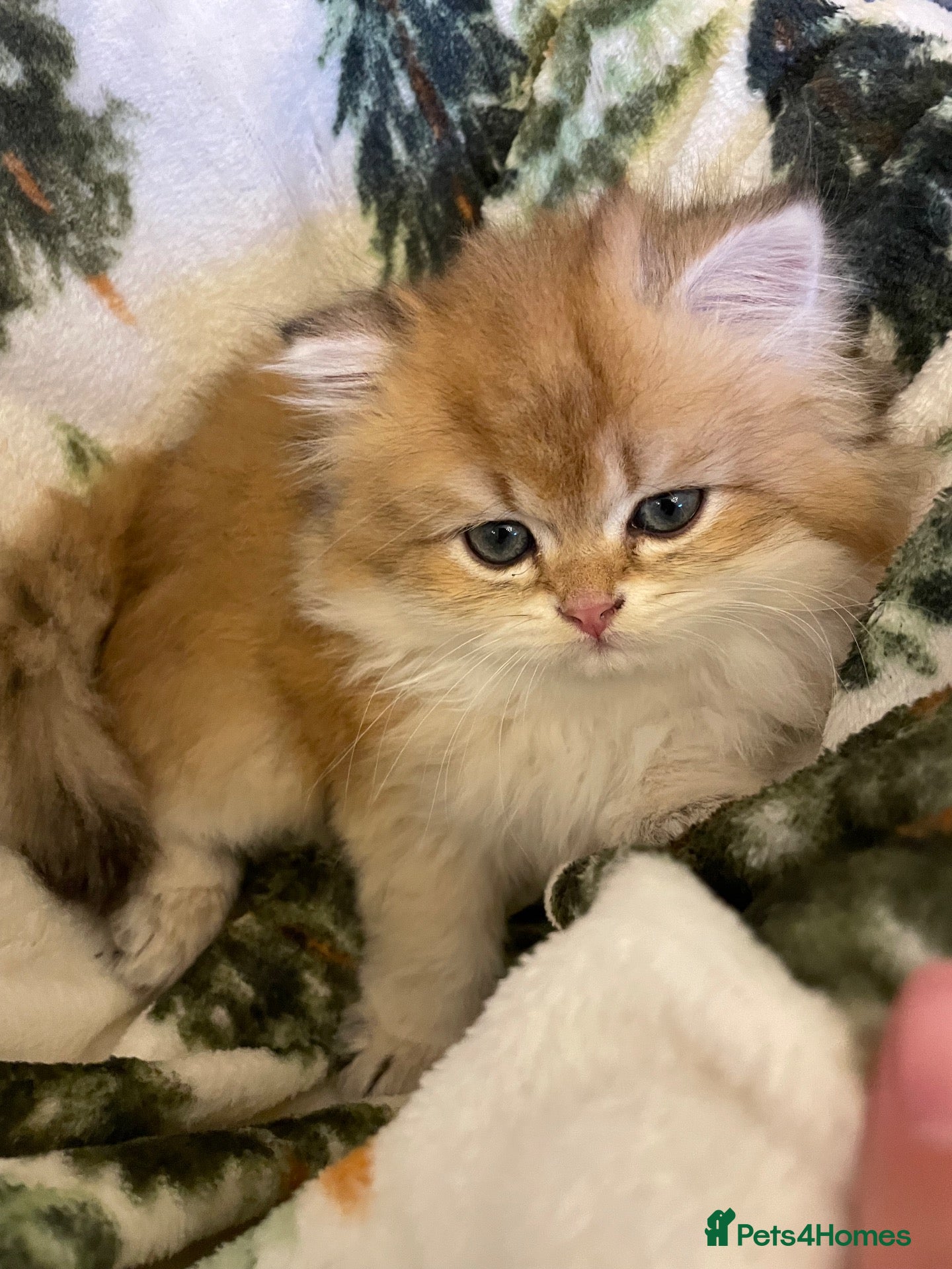 British Longhair cats for sale: Last BLH beautiful Boy - Advert 9