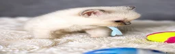 Ragdoll cats for sale: Beautiful Blue Point and Mink ragdoll kittens  in Horley - Advert 25