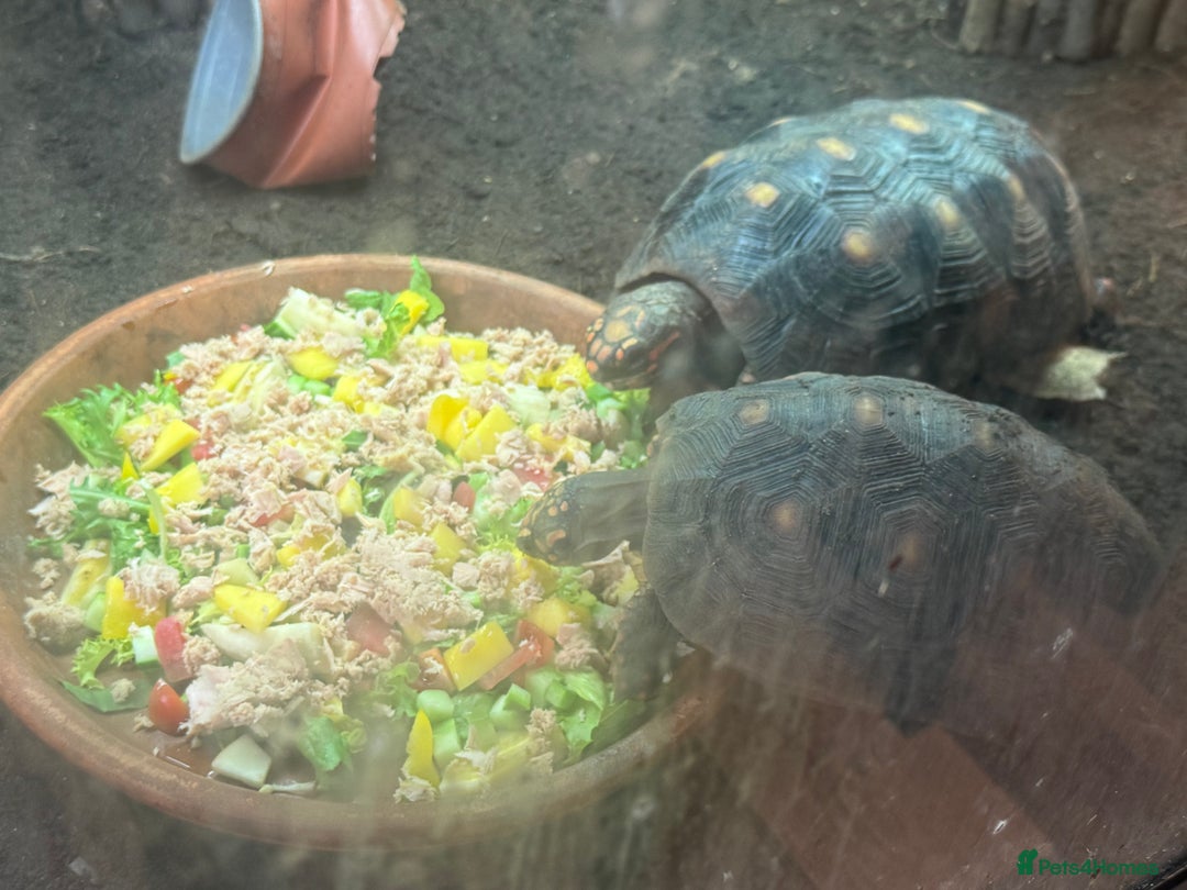 Tortoise reptiles for sale: 2 Redford tortoise with custom made viv - Image 4
