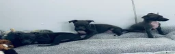 Italian Greyhound dogs for sale: BEAUTIFUL ITALIAN GREYHOUND PUPPIES  - Advert 13