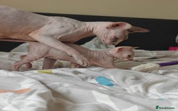 Sphynx cats for sale: Pedigree Sphynx Kitten in Bedford - Image 22